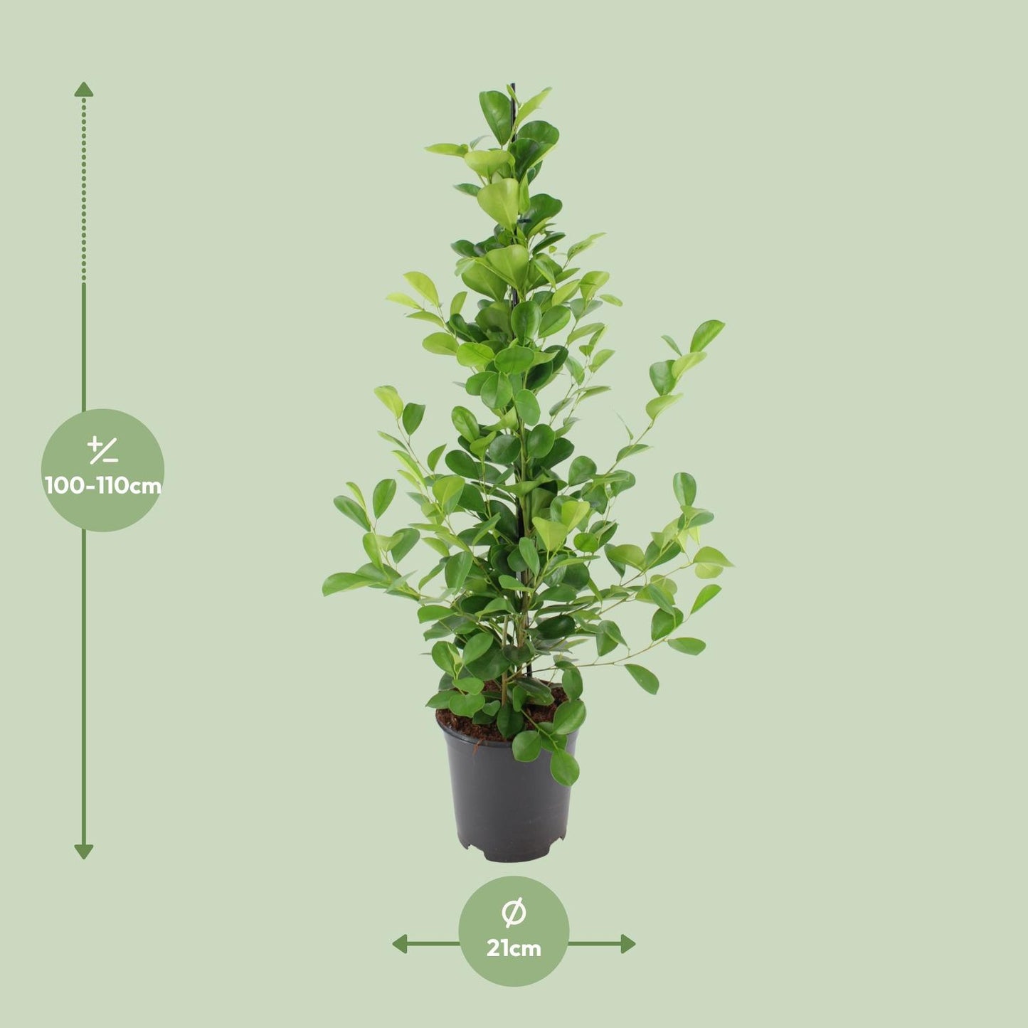 Ficus microcarpa Moclame - Ø21cm - ↕95cm - Pflanzfix24.de - Pflanzfix24.de