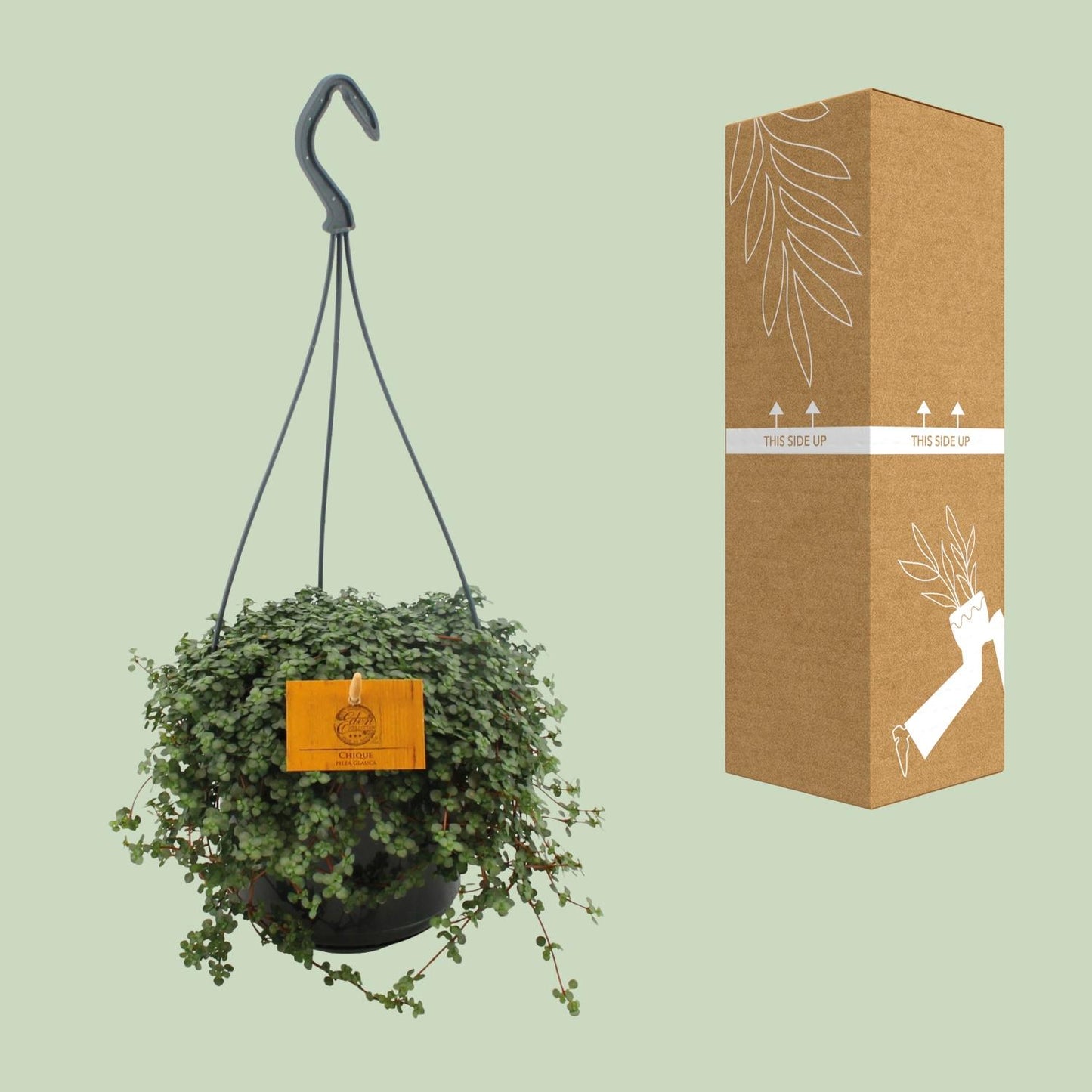 Pilea Glauca 15cm HP - Ø15cm - ↕25cm bei Pflanzfix24