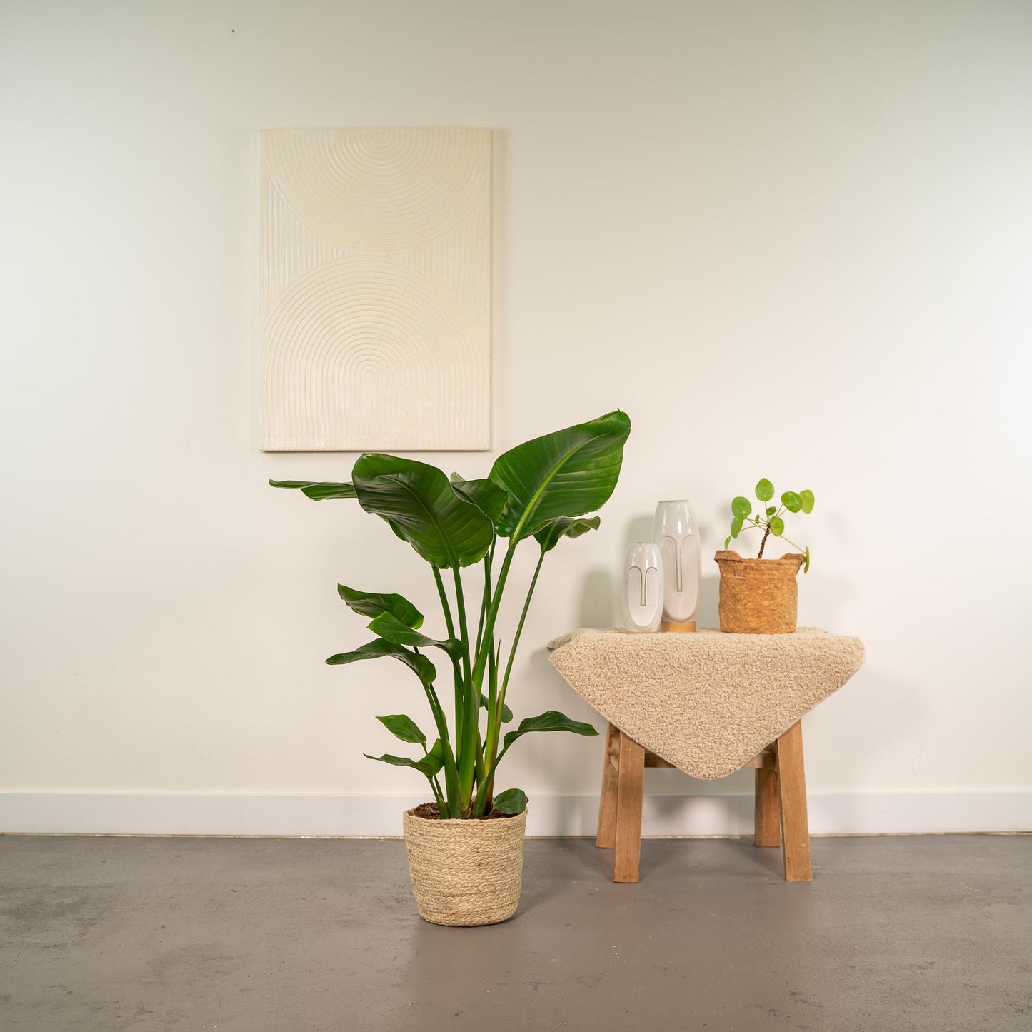 Strelitzia Nicolai 90cm + Korb Selin – Pflanzfix24.de - Pflanzfix24.de