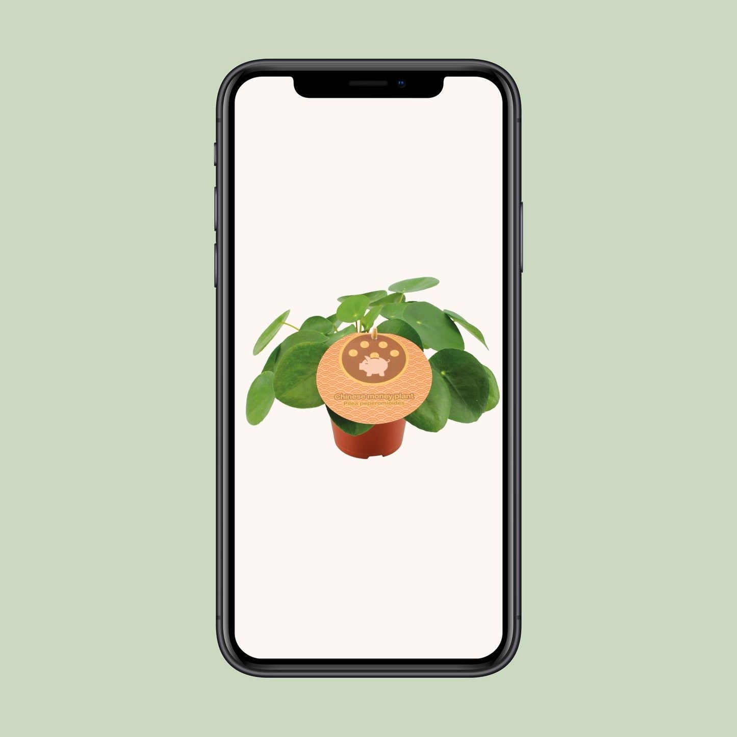 Pilea Peperomioides Ø12cm – Trendige UFO-Pflanze für Innenräume | Pflanzfix24 - Pflanzfix24.de