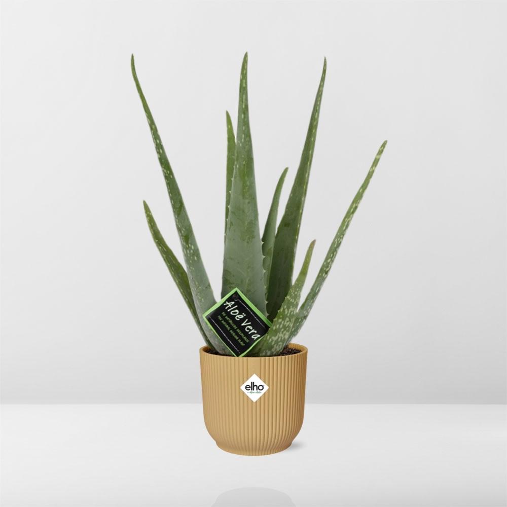 Aloe Vera 12cm in ELHO Vibes Fold 14cm geel - Pflanzfix24