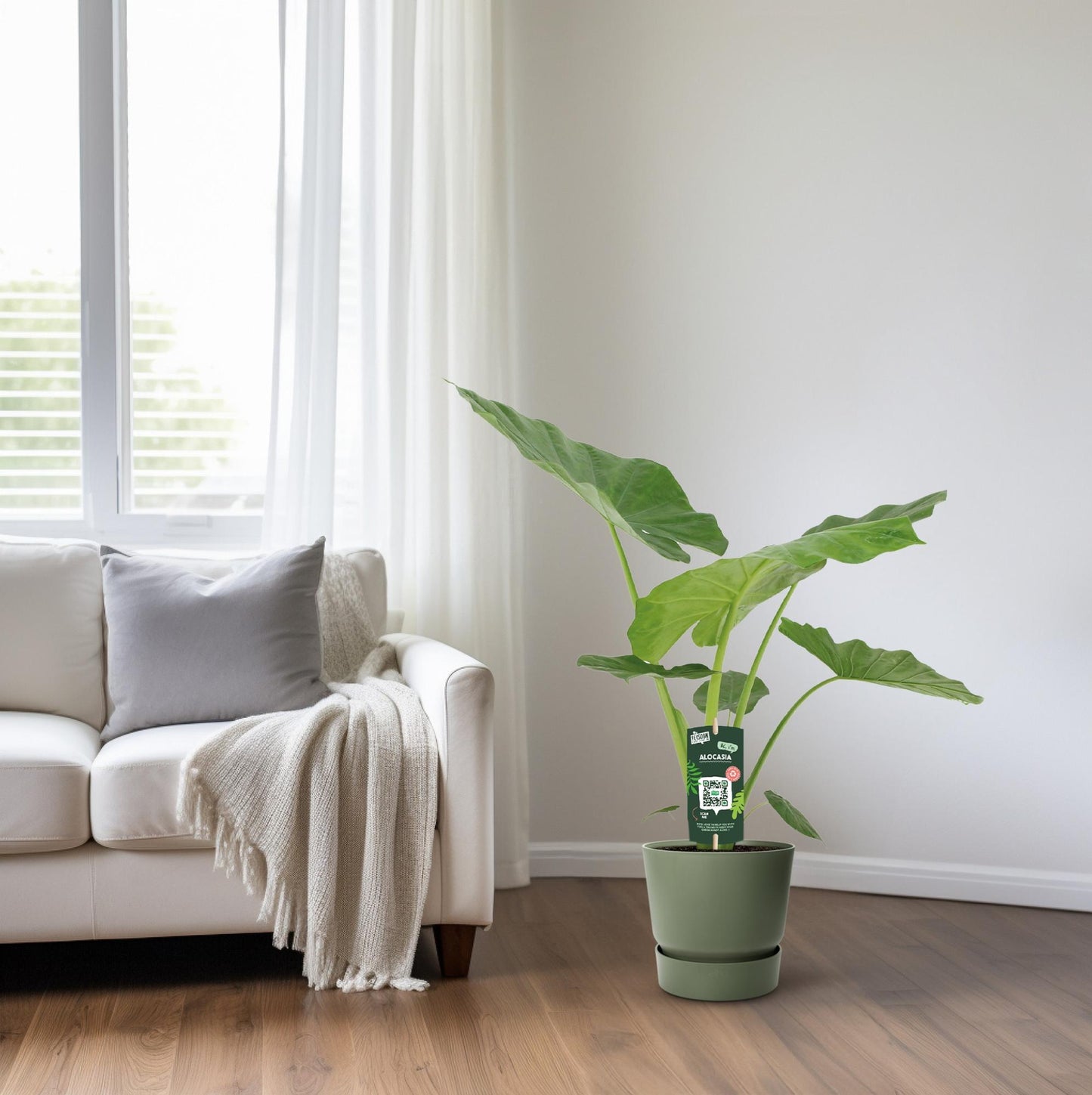 Alocasia Macrorrhiza - Ø19cm - ↕70cm bei Pflanzfix24.de - Pflanzfix24.de