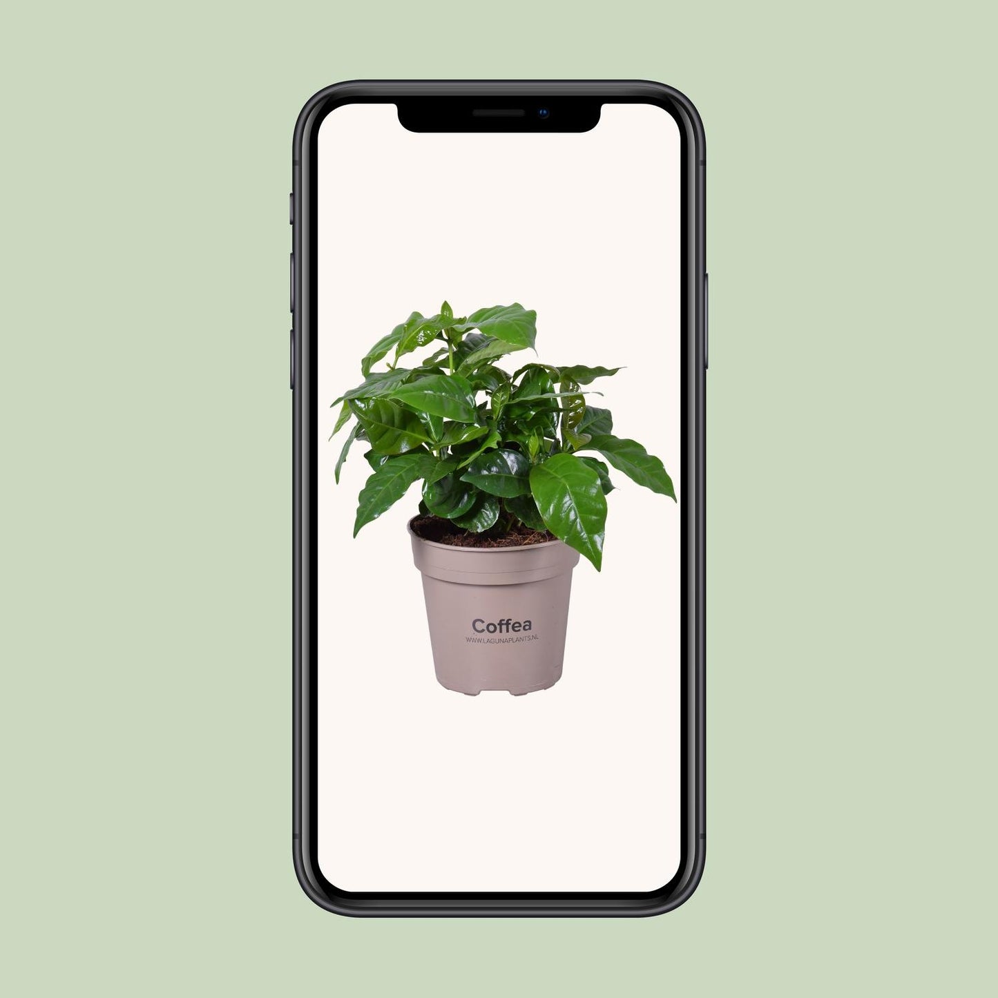 Coffea Arabica - Ø15cm - ↕45cm - Pflanzfix24