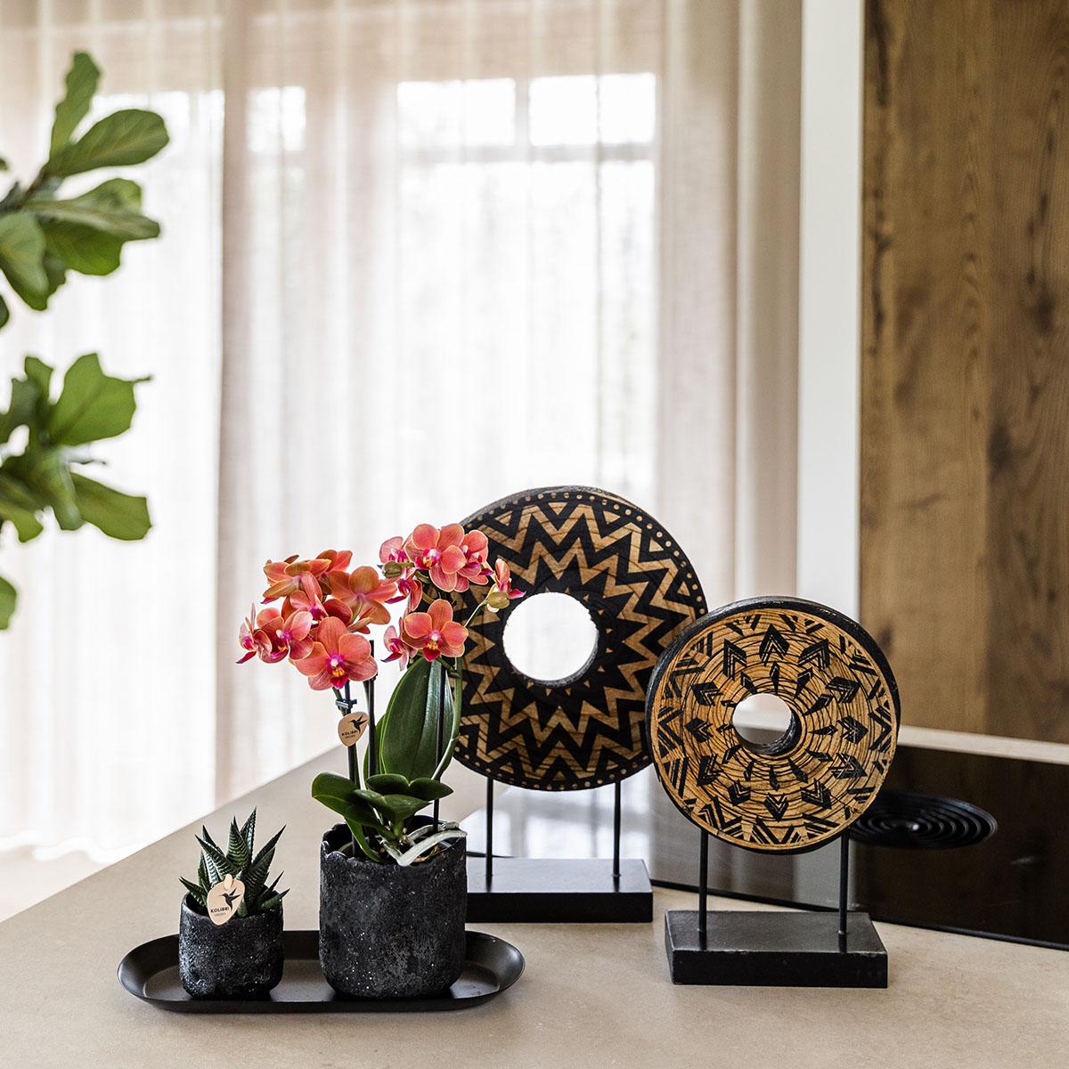 Pflanzenset Home Hub Small – Orchidee & Sukkulente inkl. Tablett | Pflanzfix24