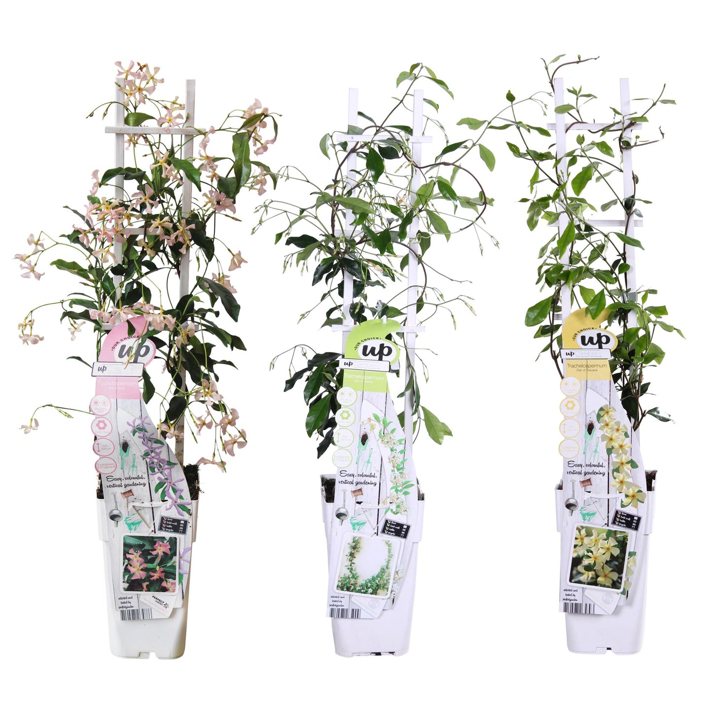 3x Trachelospermum Mix - pflanzfix24