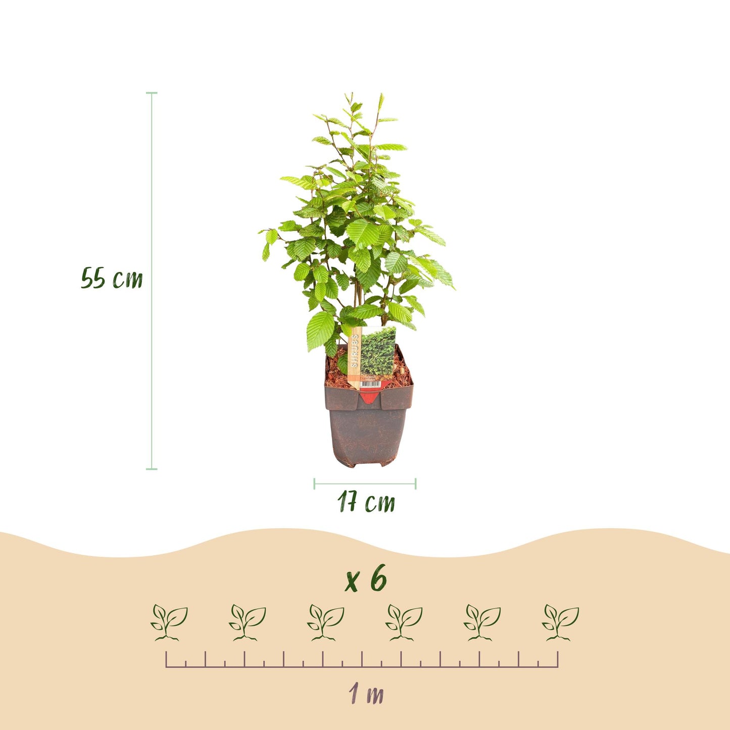 Pflanzfix24.de - Carpinus betulus Heckenpflanzen - 6 Pflanzen - 1 laufender Meter - Pflanzfix24.de