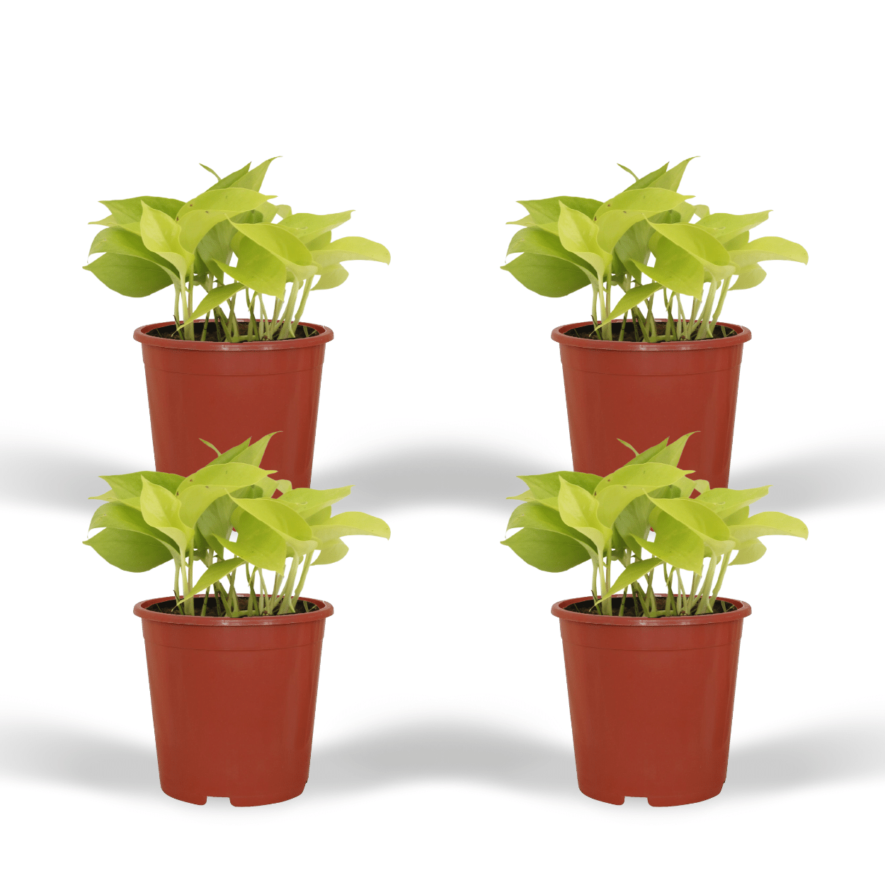 Epipremnum Golden Pothos (Scindapsus) - 4 Stücke - Ø12cm - Pflanzfix24.de - Pflanzfix24.de