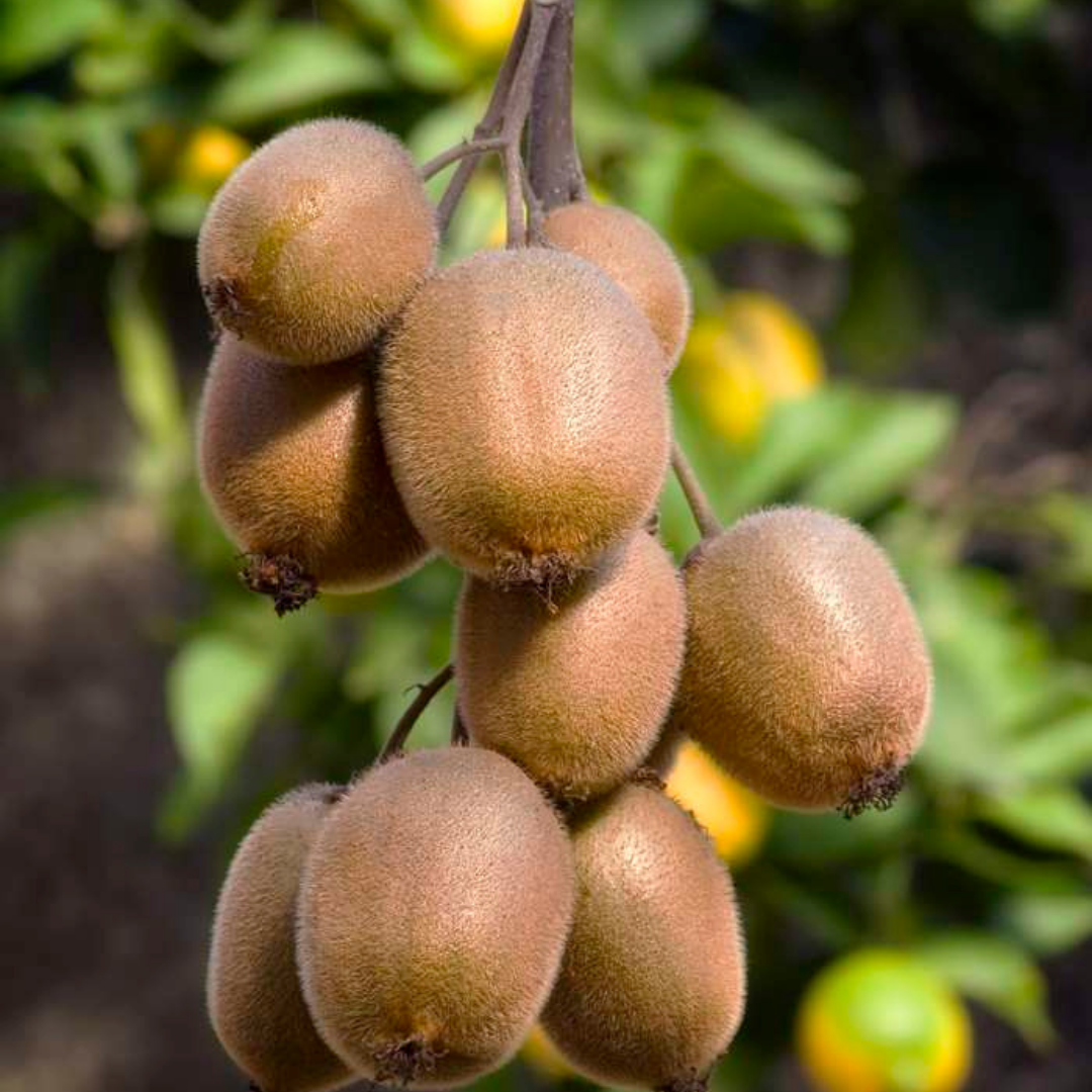 6 x Bio-Kiwi-Pflanzen - Ø 13 cm - ↨ 20 cm bei Pflanzfix24.de