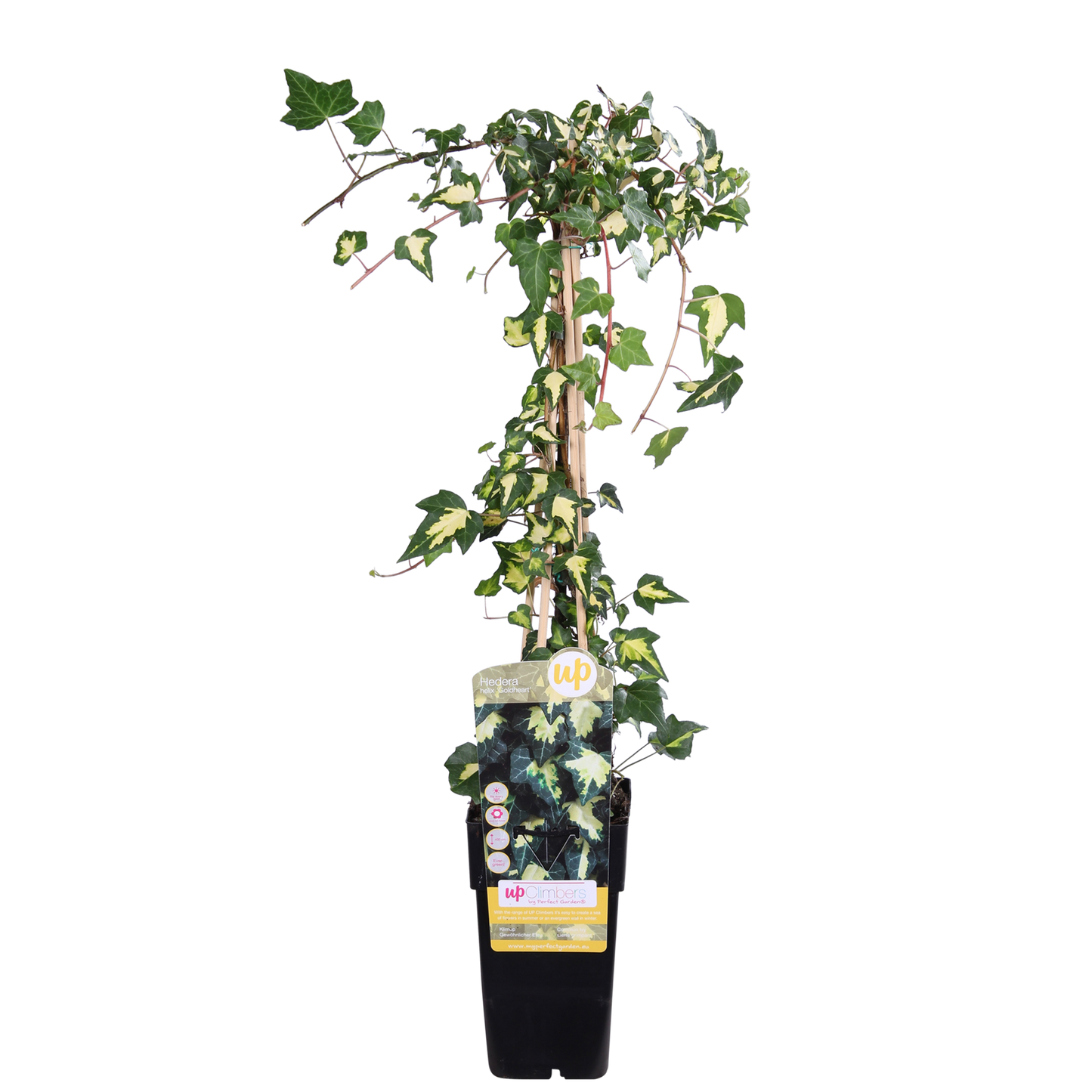 Hedera colchica 'Dentata Variegata' - Ø15cm - ↕65cm - Pflanzfix24.de - Pflanzfix24.de