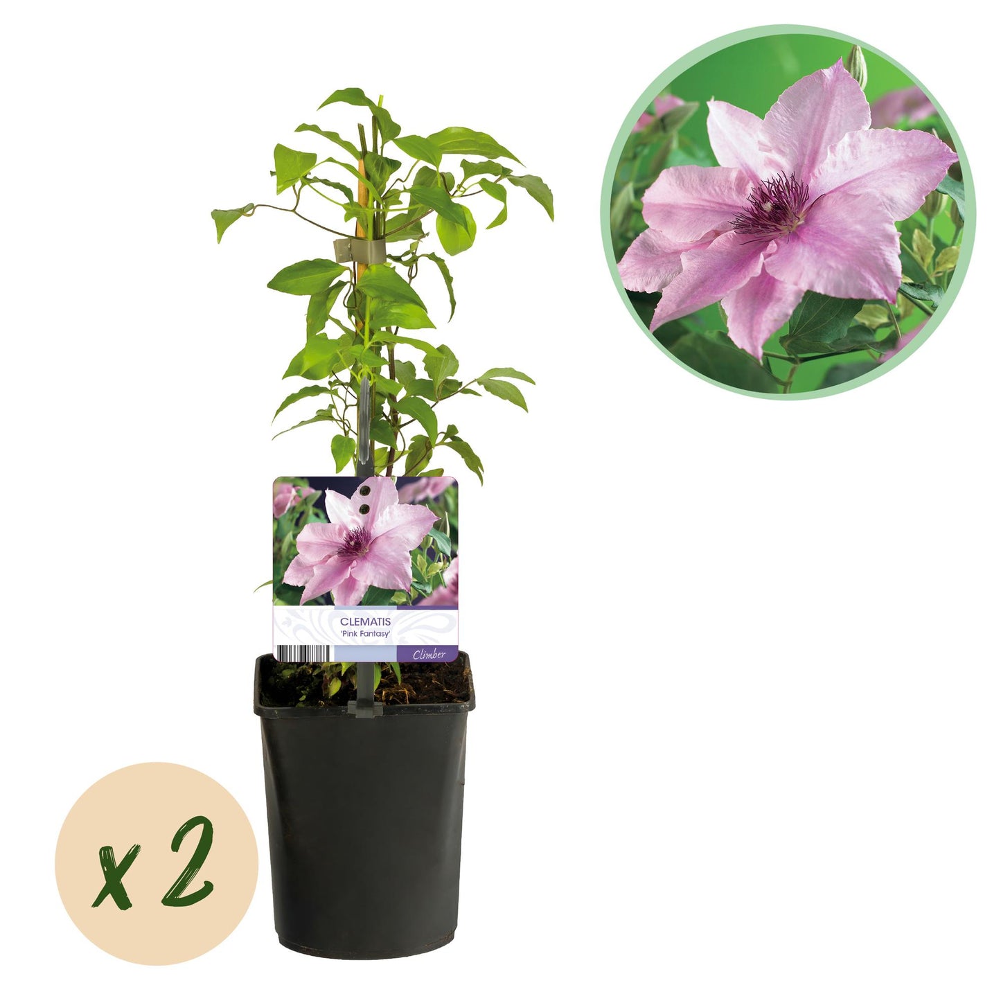 Pflanzfix24.de - Clematis Pink Fantasy - Kletterpflanze - 2 Pflanzen - Pflanzfix24.de