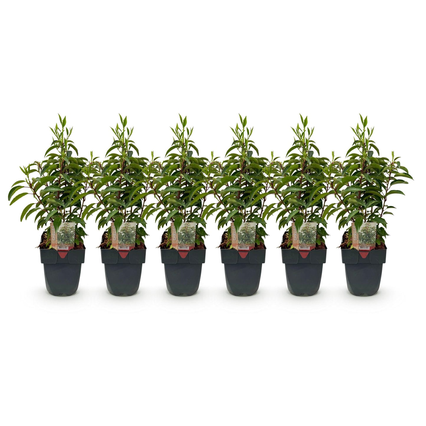 Pflanzfix24.de - Prunus lusitanica Angustifolia - 6 Pflanzen - 1m - immergrün - Pflanzfix24.de