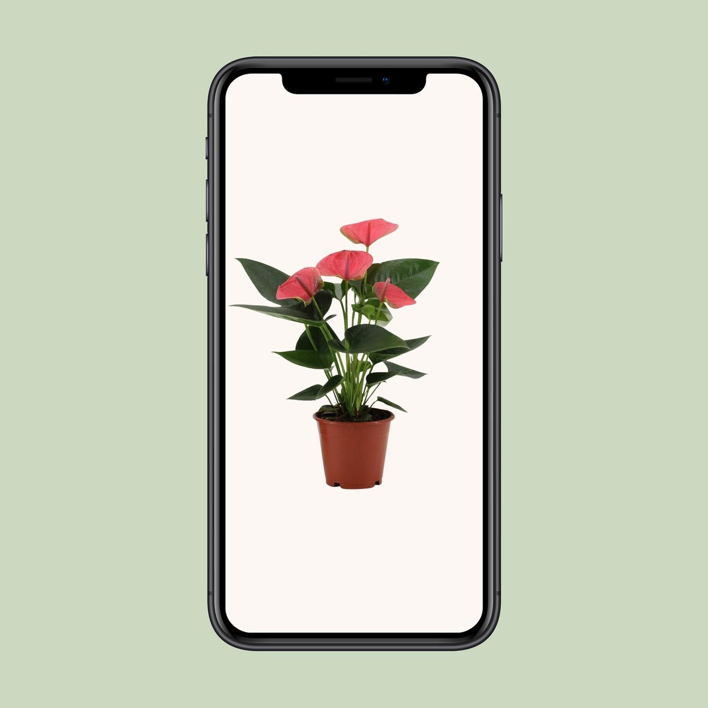 Anthurium Sweet Dream - Ø12cm - ↕36cm - Pflanzfix24