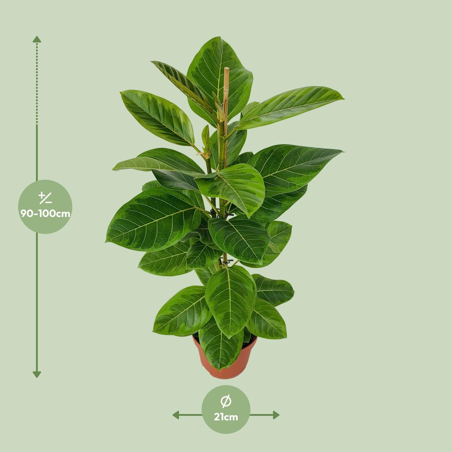 Ficus Benghalensis Roy Ø21cm - ↕85cm von Pflanzfix24