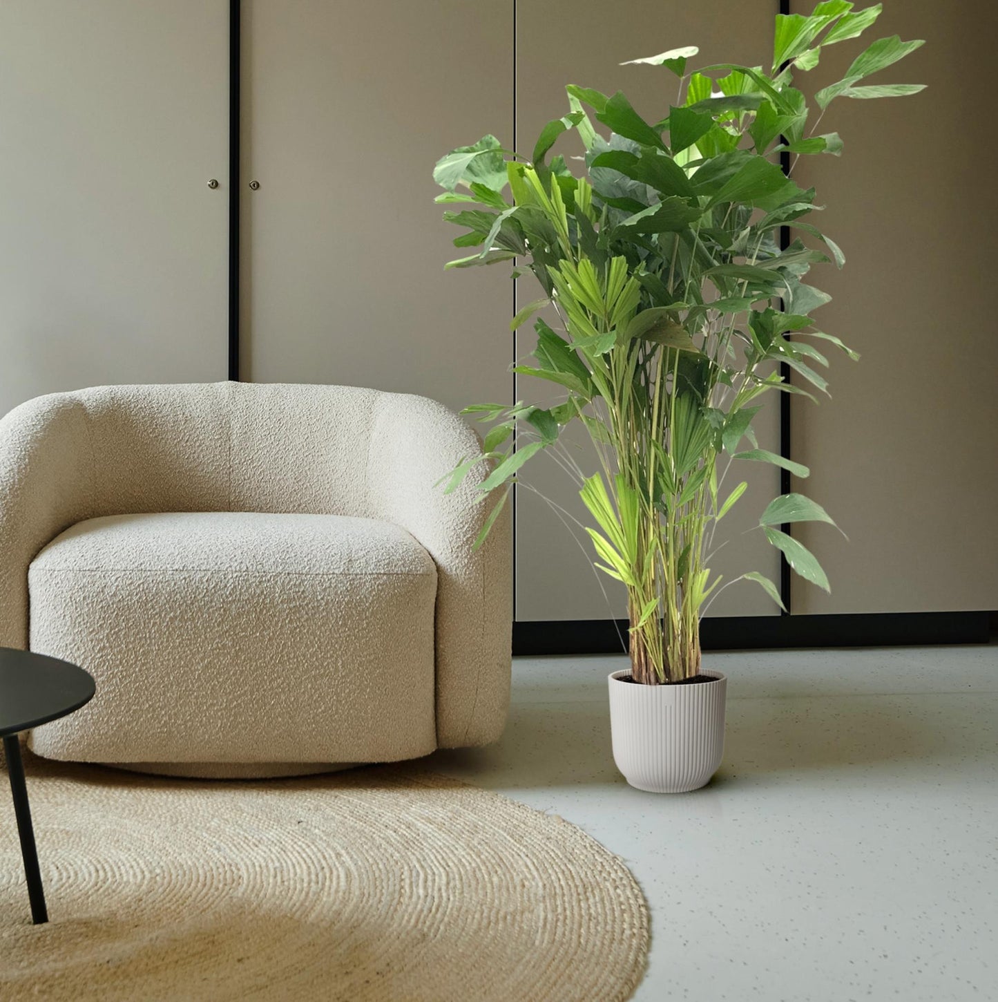 Caryota Mitis 160 cm – Fischschwanzpalme bei Pflanzfix24