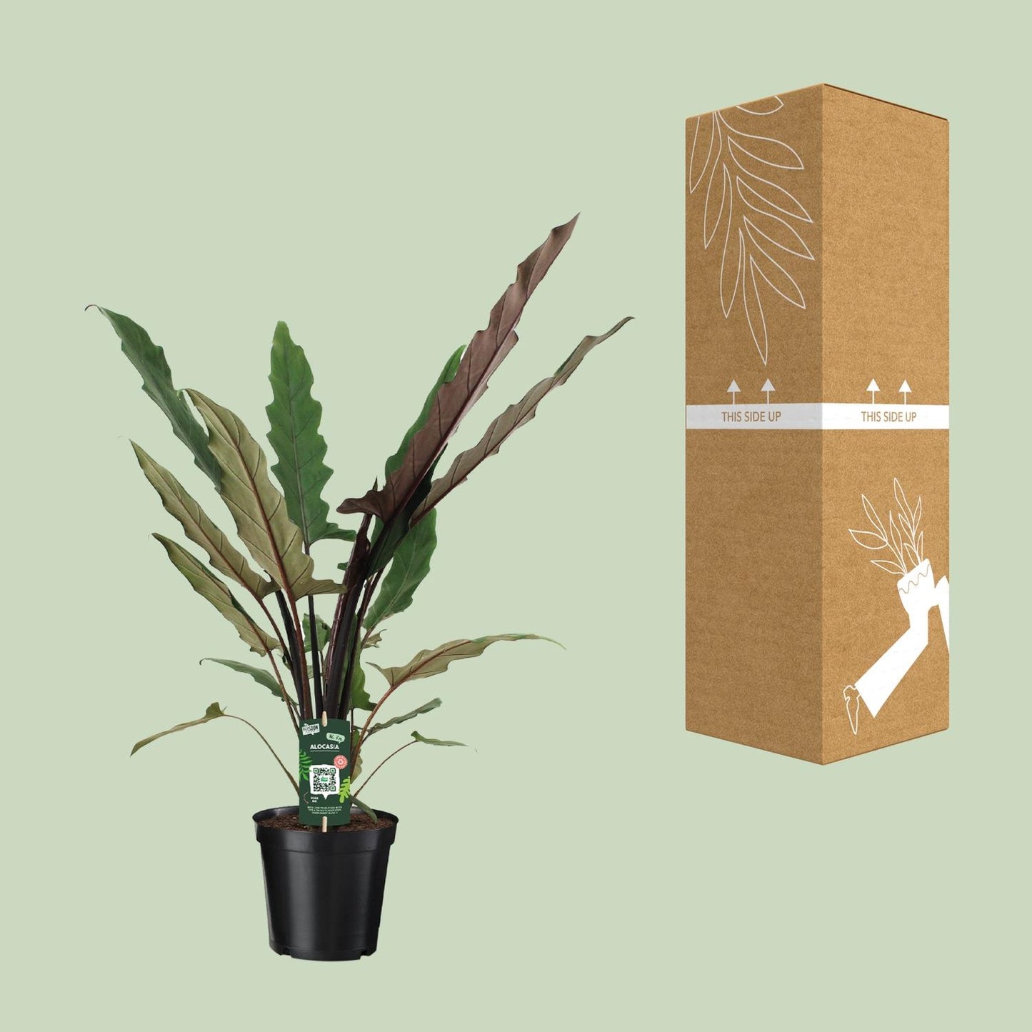 Alocasia Lauterbachiana - Ø19cm - ↕80cm bei Pflanzfix24.de - Pflanzfix24.de