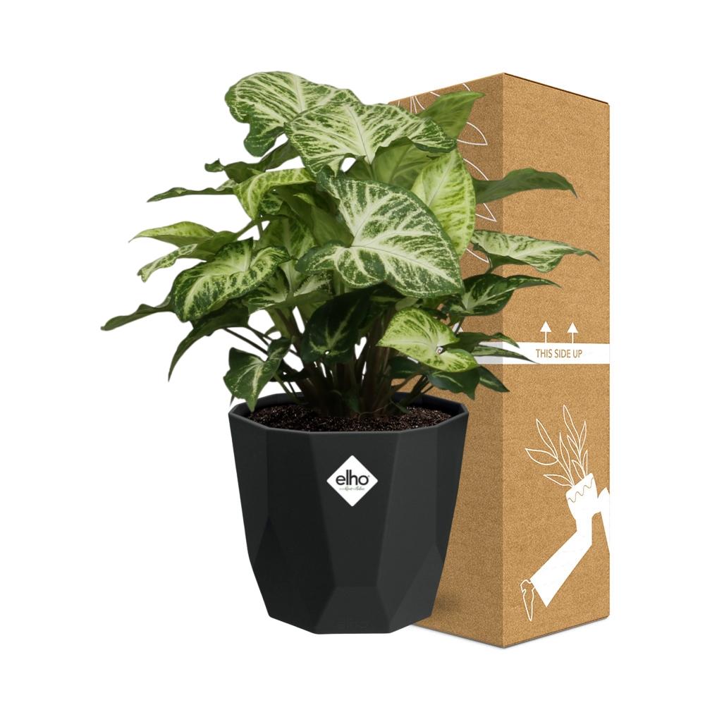 Syngonium Arrow in 14cm b.for rock living black - Pflanzfix24