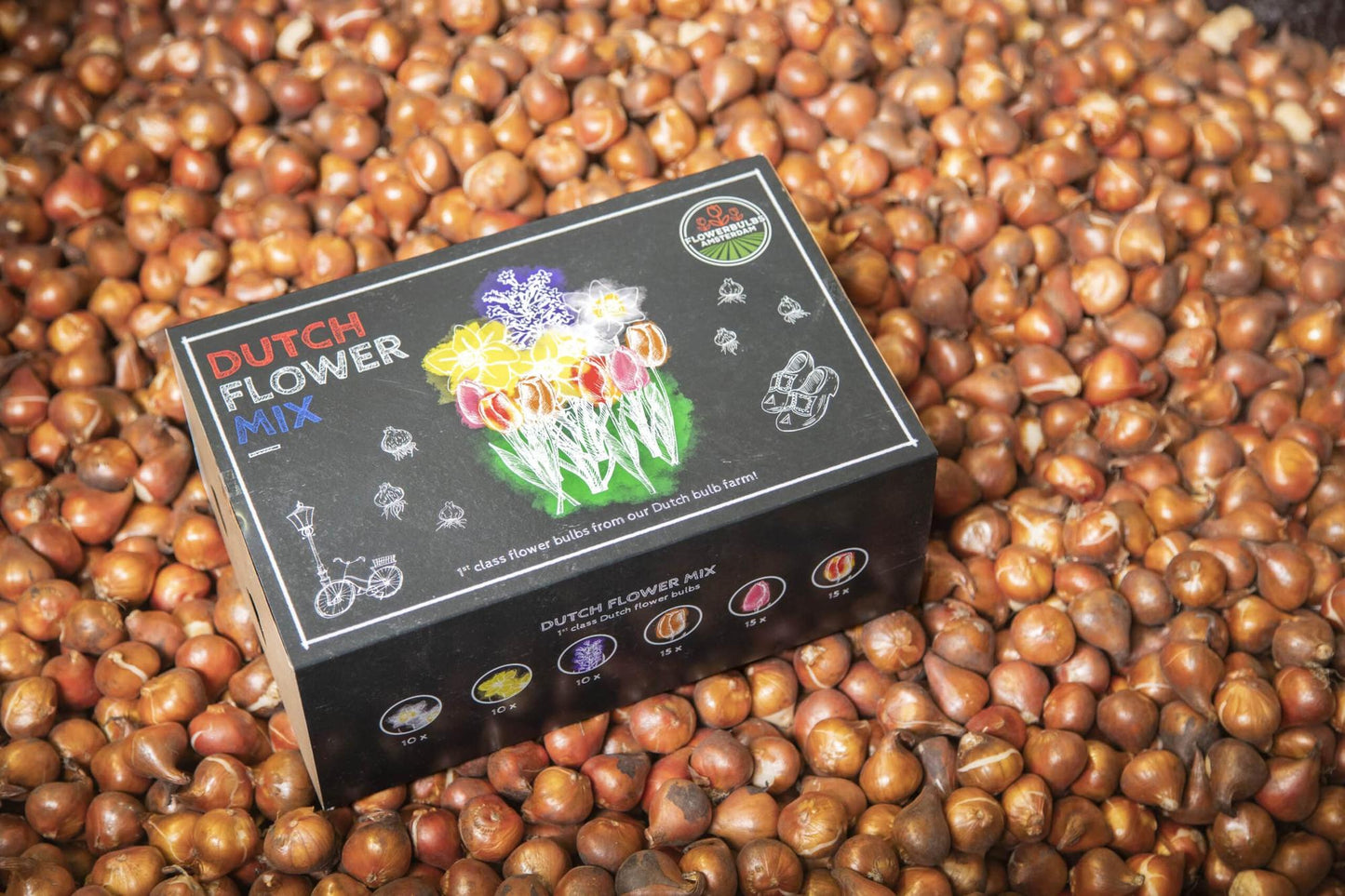 Flowerbulbs Amsterdam - Dutch Flower Mix - Luxusbox 75 Blumenzwiebeln - Pflanzfix24