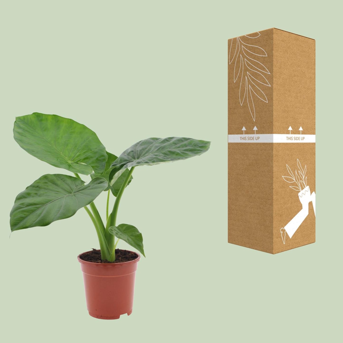 Alocasia Macrorrhiza - Ø17cm - ↕50cm - Pflanzfix24