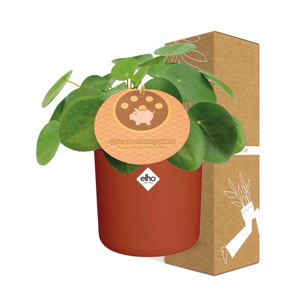 Pilea Peperomioides 12cm in ELHO b.for soft rond 14cm brique - Pflanzfix24