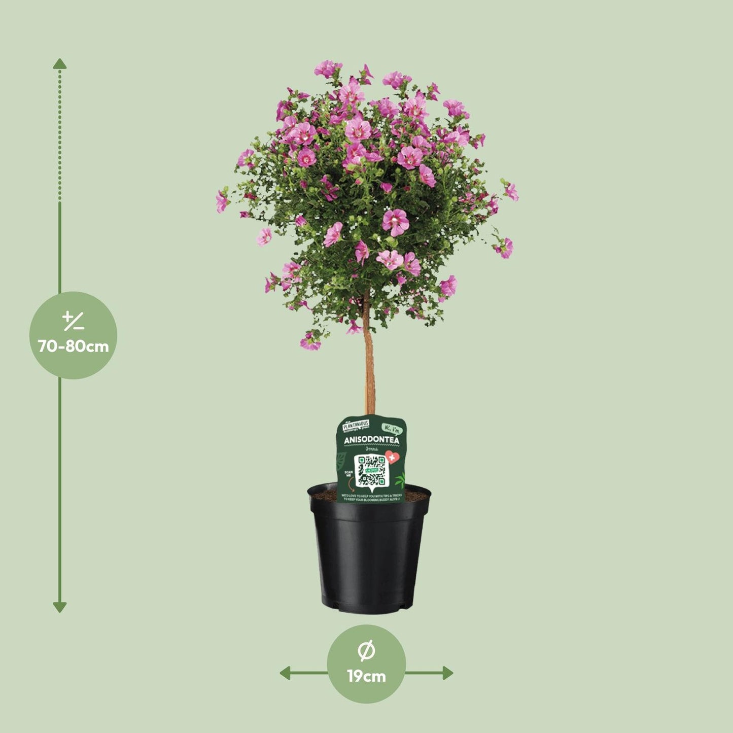 Anisodontea Elegans - Ø19cm - ↕75cm - Pflanzfix24