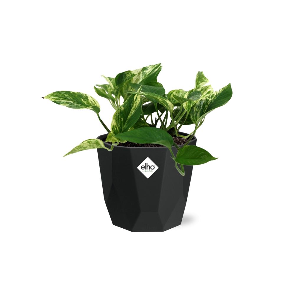 Scindapsus Marble Queen 14cm - Pflanzfix24