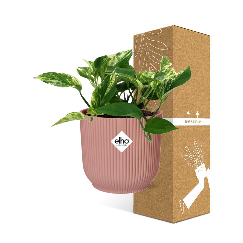 Scindapsus Marble Queen 14cm ELHO Vibes Fold - Pflanzfix24