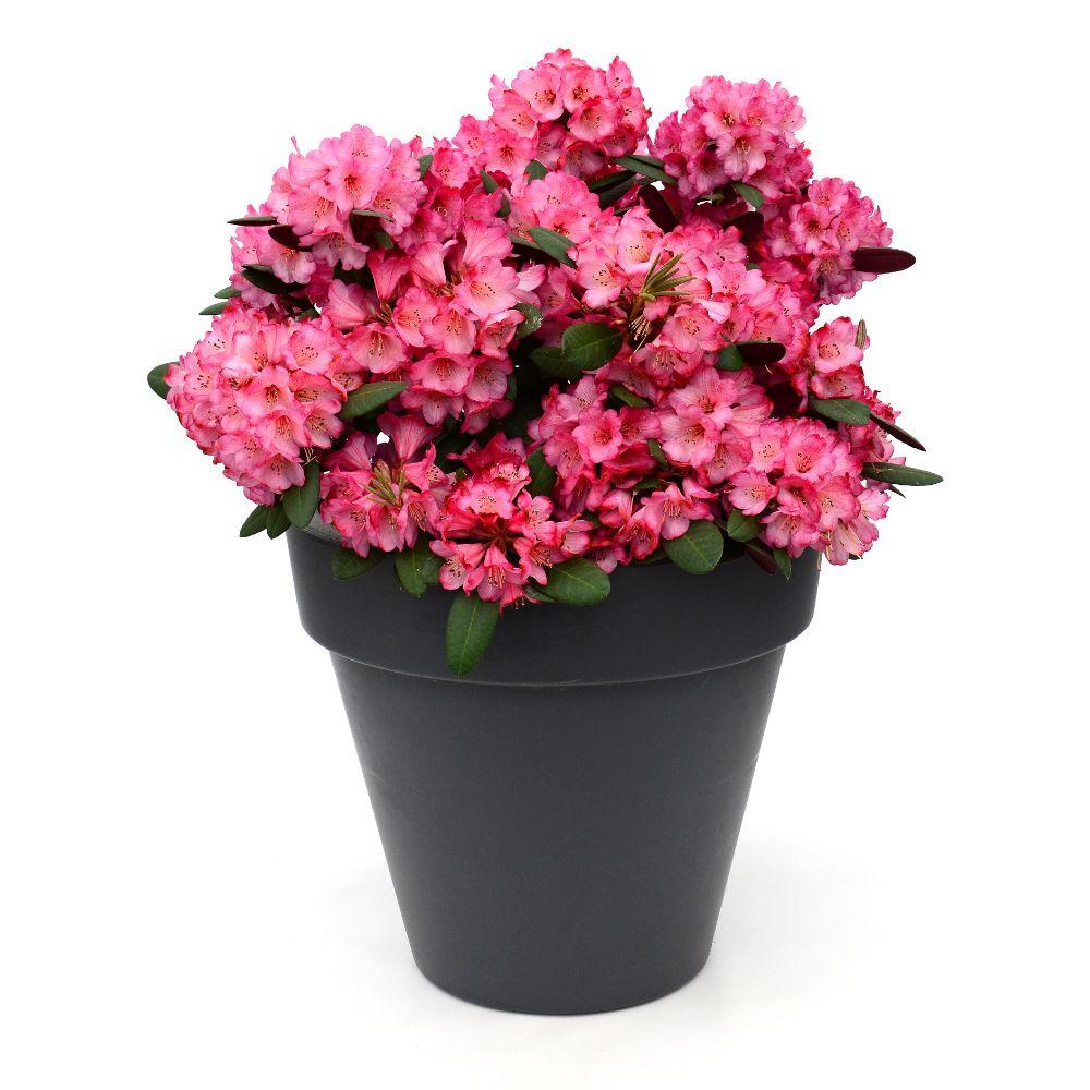 Rhododendron 'Wine & Roses' - Ø13cm - ↕20cm - Pflanzfix24