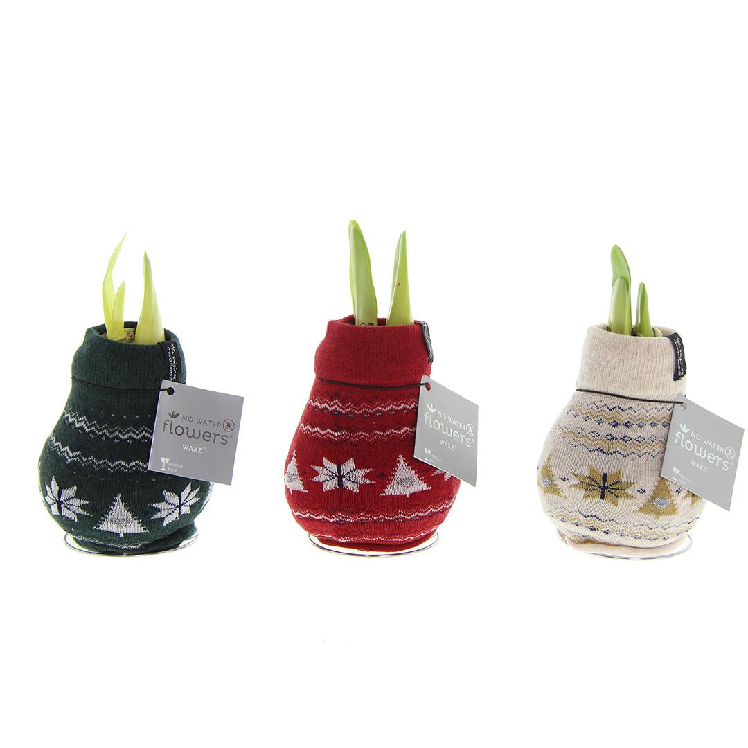 No Water Flowers® (wax amaryllis) | Fashionz Nordic Mix (3 pack) + Red flower - Pflanzfix24