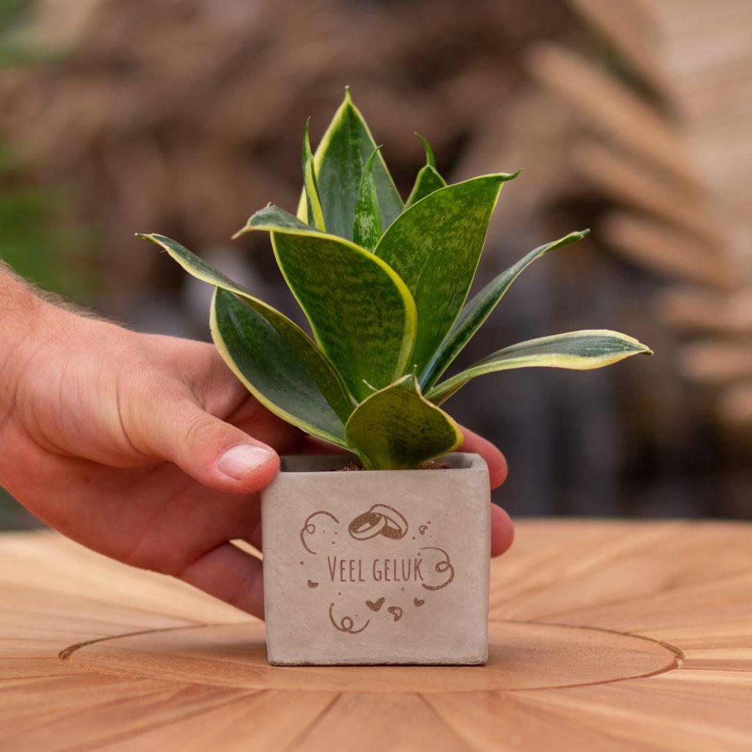 Congreet plantpots + Sansevieria | Veel geluk - Pflanzfix24.de - Pflanzfix24.de