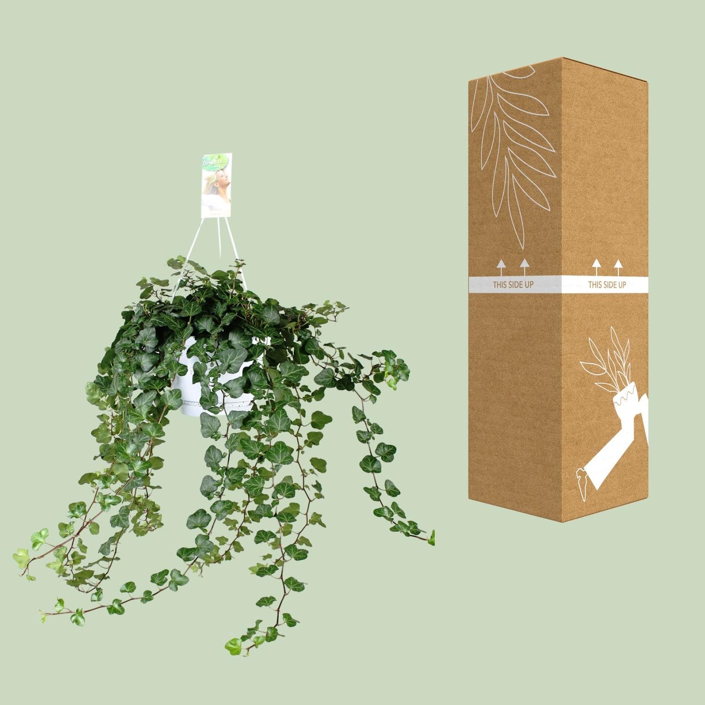 Hedera Wonder Green - Ø24cm - ↕70cm - Ø17 - ↨70cm - Pflanzfix24.de - Pflanzfix24.de