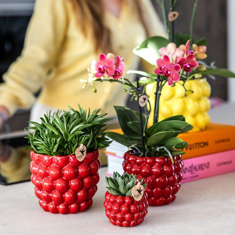 Pflanzset Rote Phalaenopsis & Sukkulenten | Pflanzfix24.de - Pflanzfix24.de