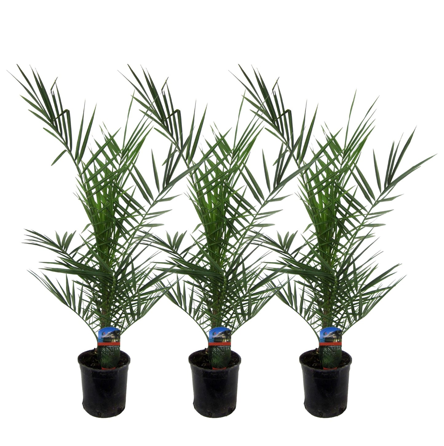 3x Phoenix Canariensis - 80 cm - Ø15 - Pflanzfix24.de - Pflanzfix24.de