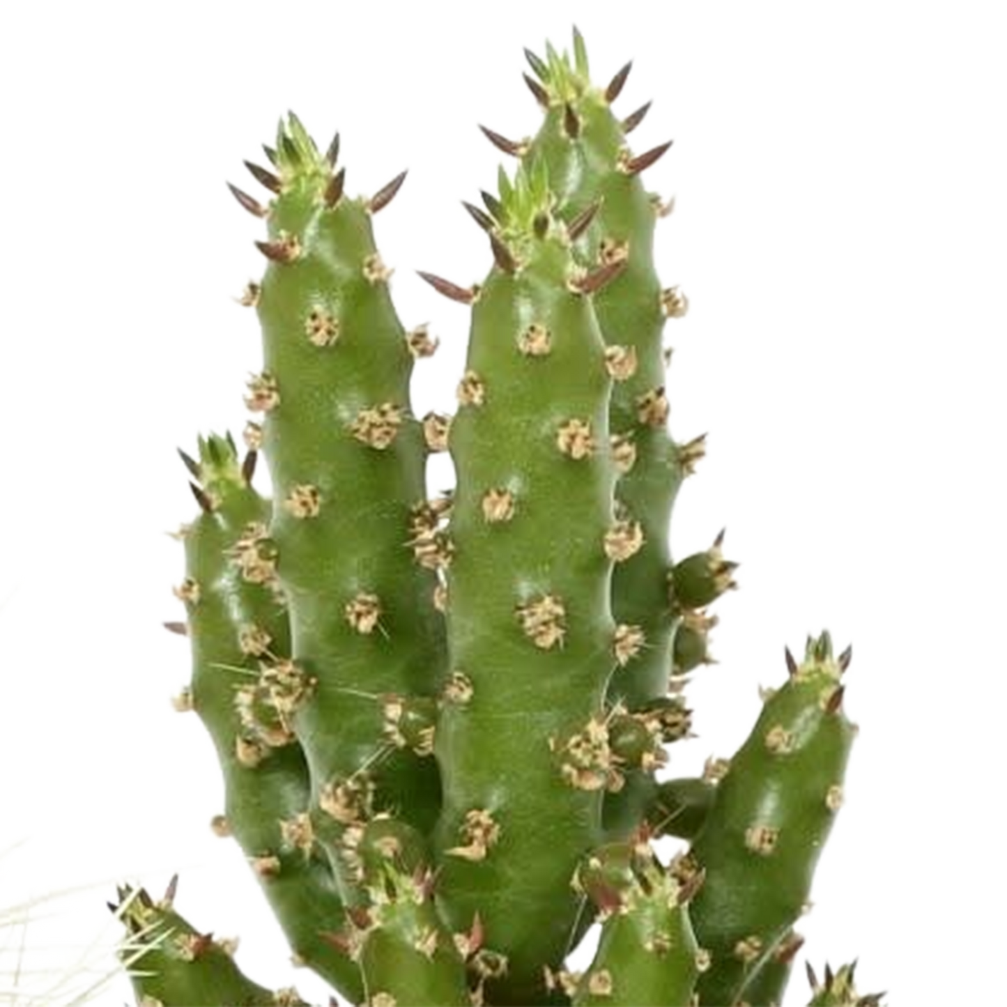 Kakteenmischung 5,5 cm - 5x - in Mexicaanse pot - Pflanzfix24.de - Pflanzfix24.de