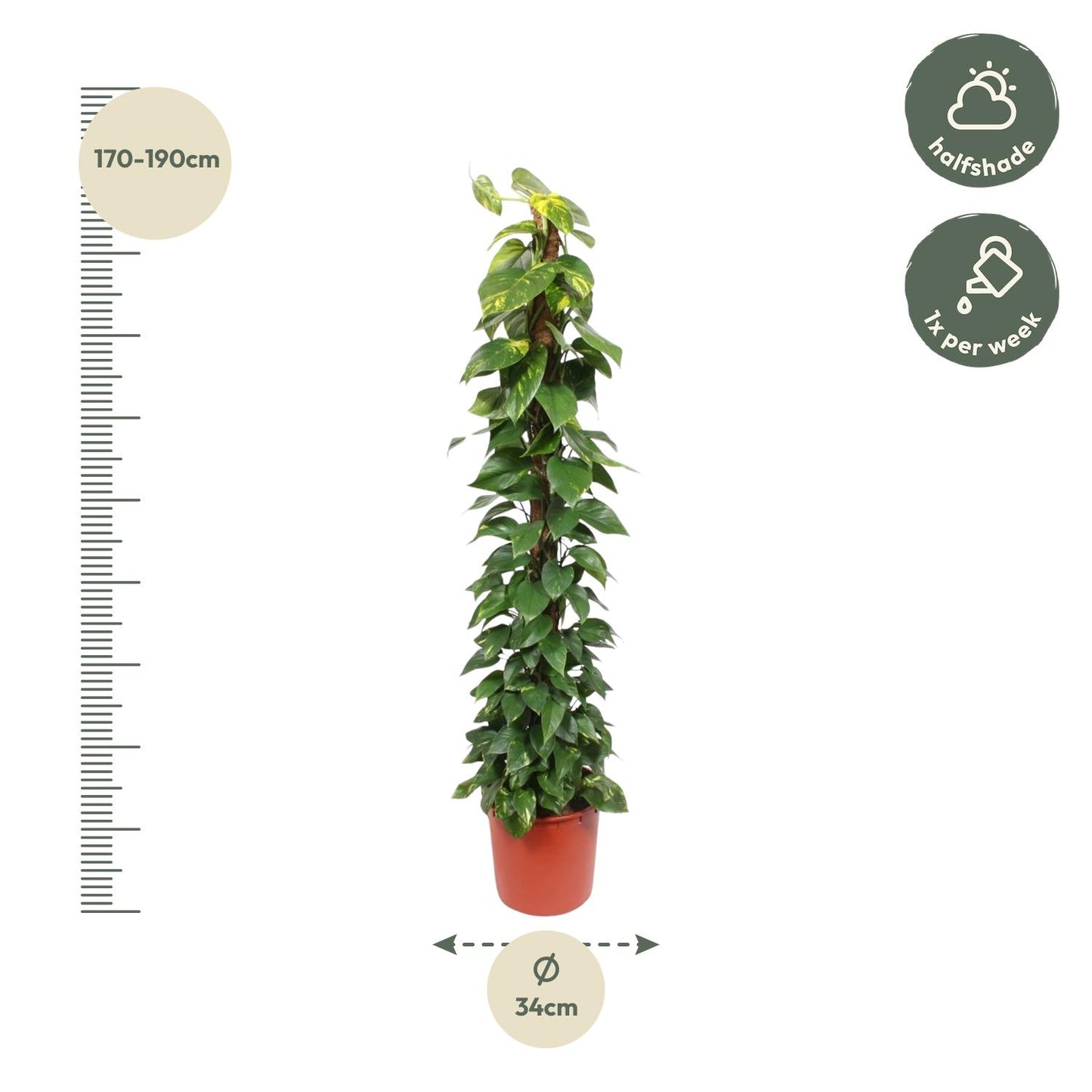 Epipremnum Aureum mosstok - 180 cm - ø34 by Pflanzfix24