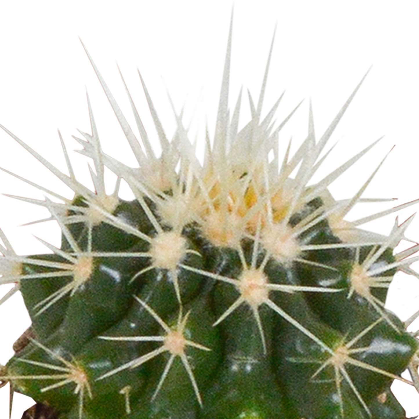 Cactus en vetplanten Mischung 5,5 cm | 15 stück - in witte pot - Pflanzfix24.de - Pflanzfix24.de