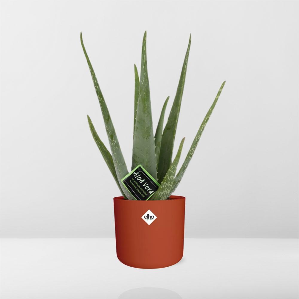 Aloe Vera 12cm ELHO b.for soft rond 14cm brique - Pflanzfix24