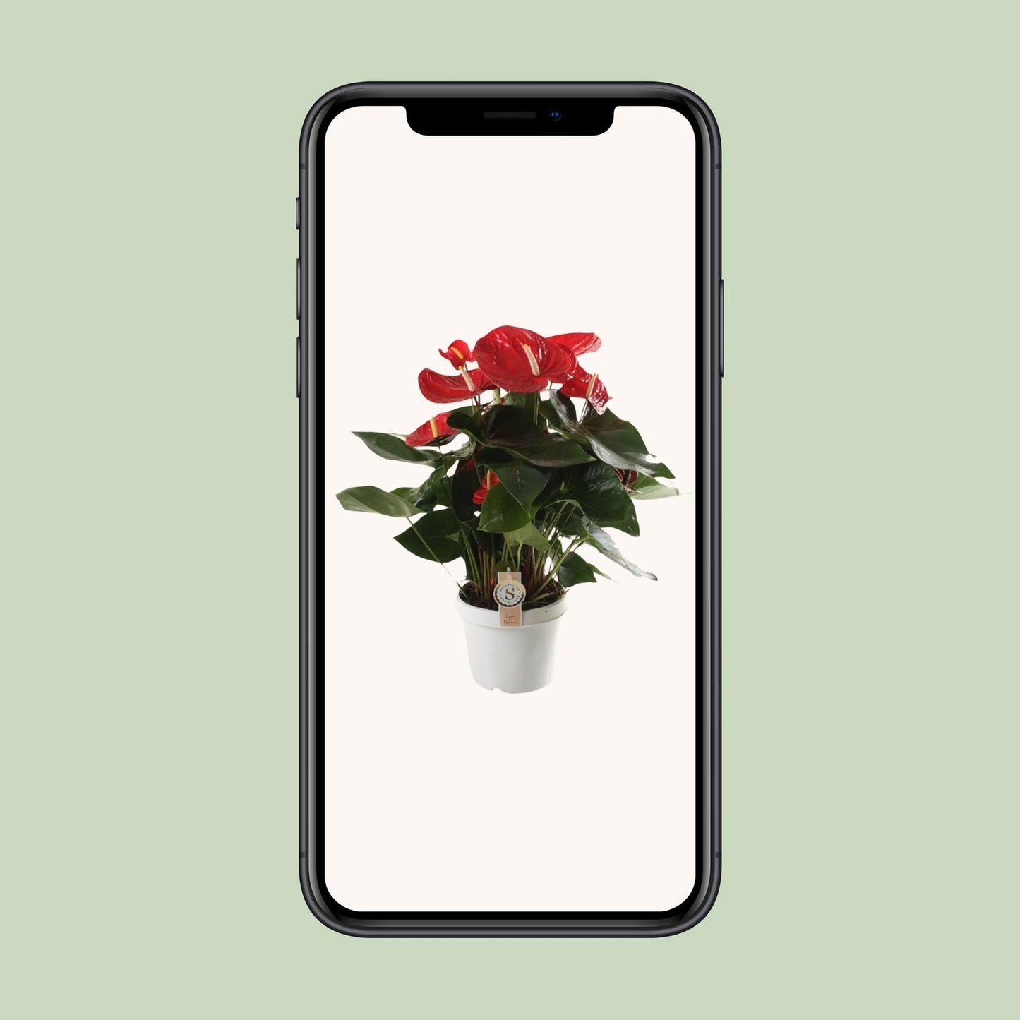 Anthurium Red Champion - Ø21cm - Pflanzfix24