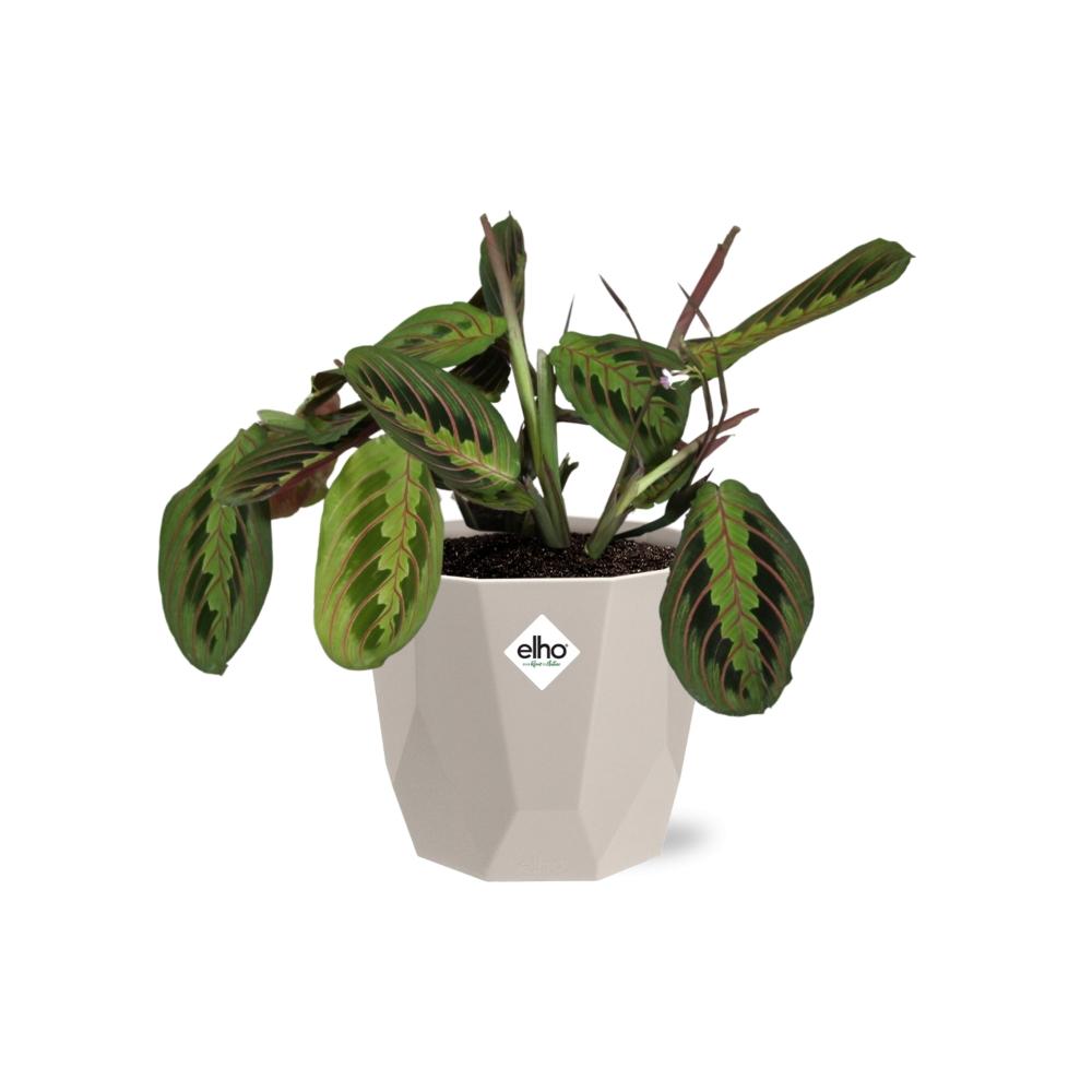 Maranta Leuconeura ‘Fascinator’ Tricolor in ELHO b.for rock 14 cm warm grey - Pflanzfix24