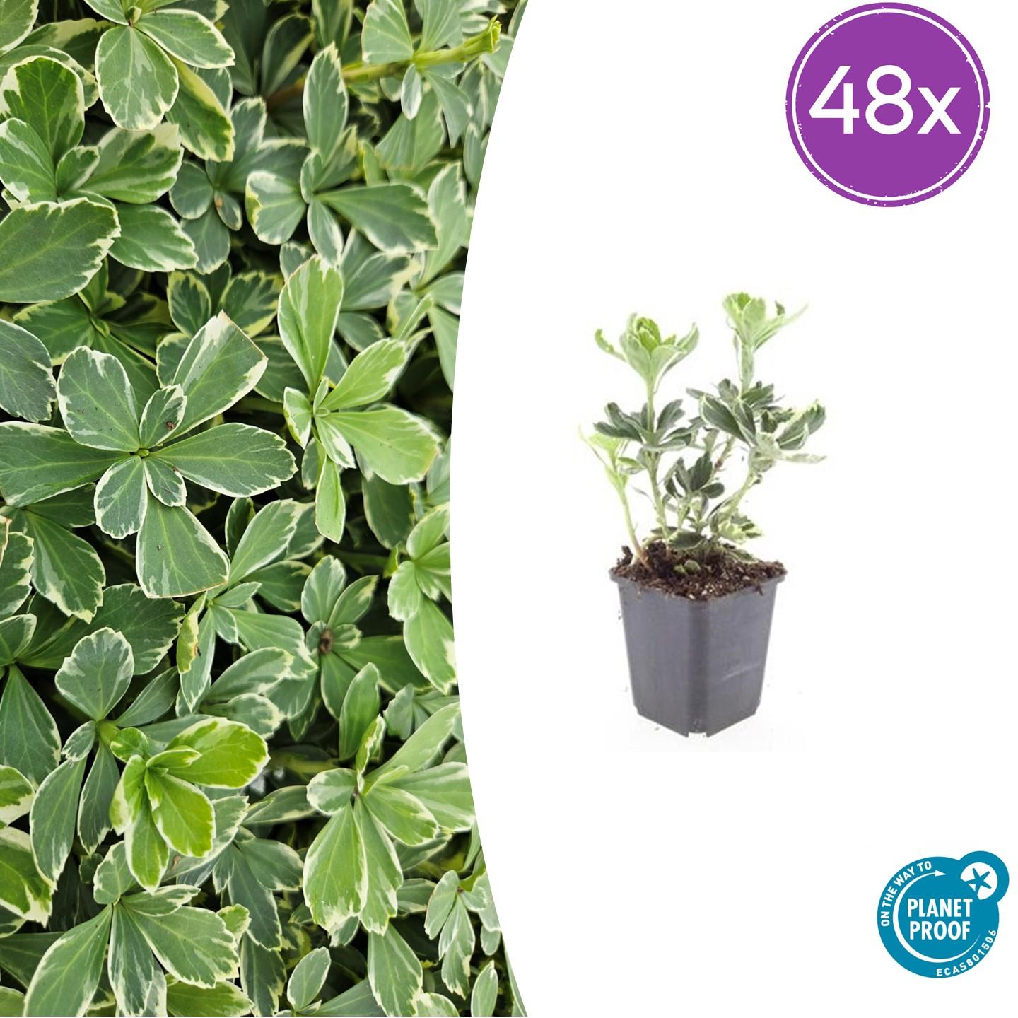 48x Pachysandra terminalis 'Variegata' - Bodendecker - Ø9cm - Pflanzfix24