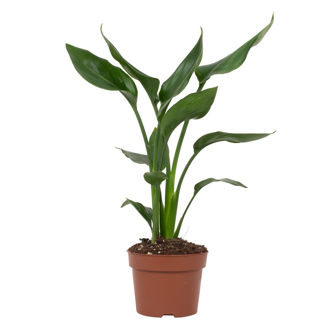 Strelitzia Reginae Paradiesvogelblume Ø12cm – Pflanzfix24