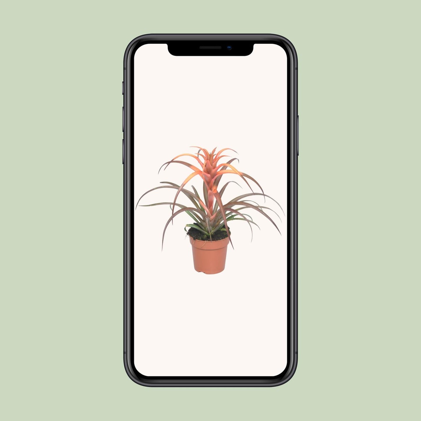 Tillandsia Capitata - Ø12cm - ↕30cm - Pflanzfix24