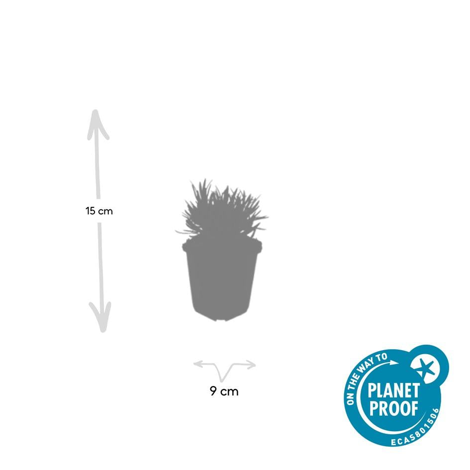 12x Lavandula int. 'Edelweiss' - Pflanzfix24