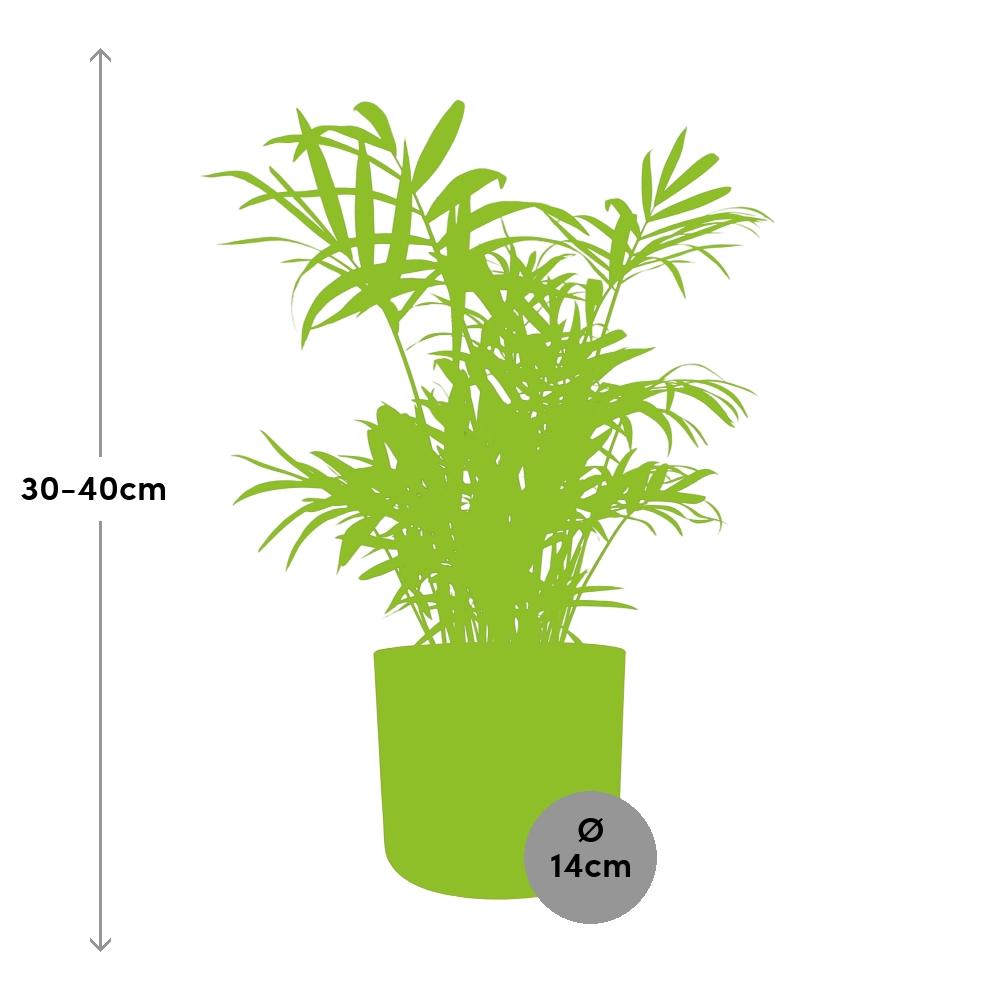 Chamaedorea in ELHO b.for soft rond 14cm brique - Pflanzfix24