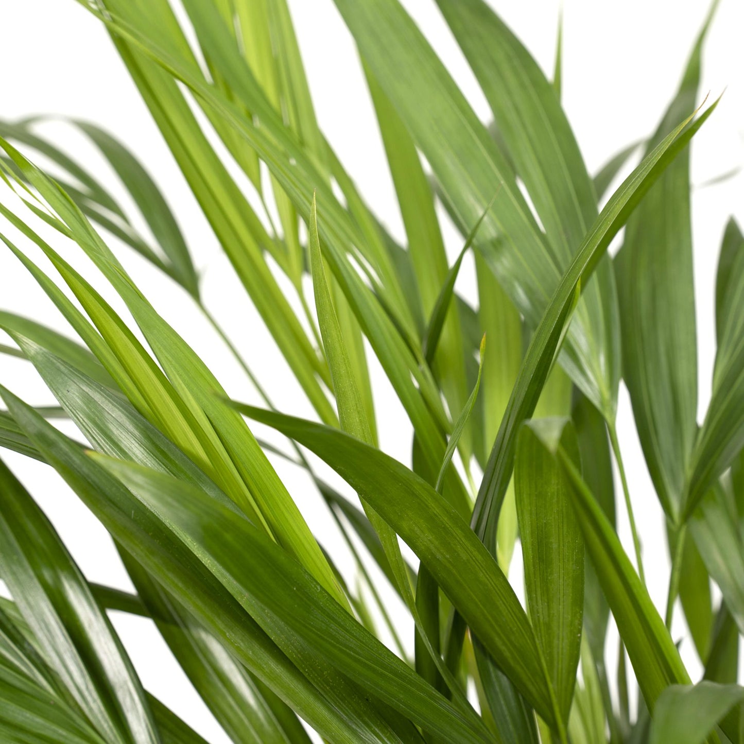 Dypsis Lutescens - Areca - Ø17cm - ↕60cm - Pflanzfix24.de - Pflanzfix24.de