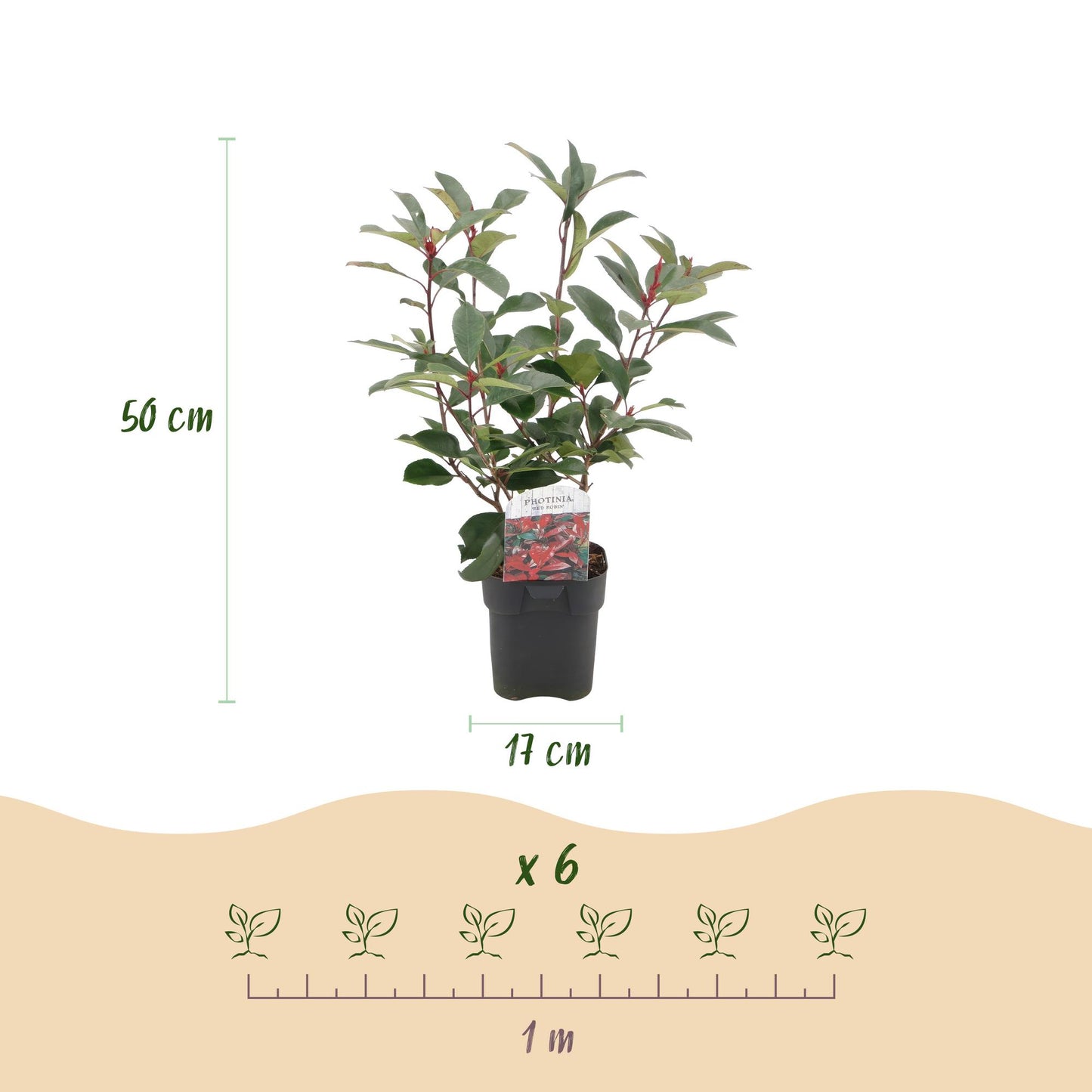 Photinia Red Robin – 6er-Set für 1 m Hecke – Immergrün, rotgrün, 50 cm – Pflanzfix24.de - Pflanzfix24.de