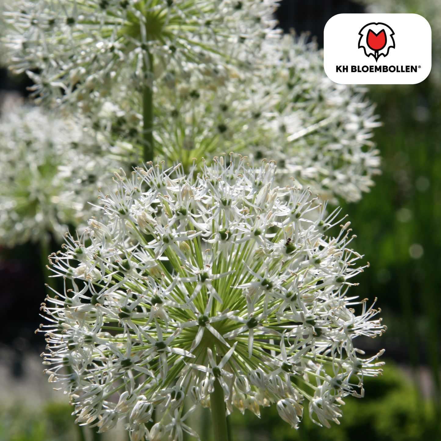Allium White Giant 5 stuks - Pflanzfix24