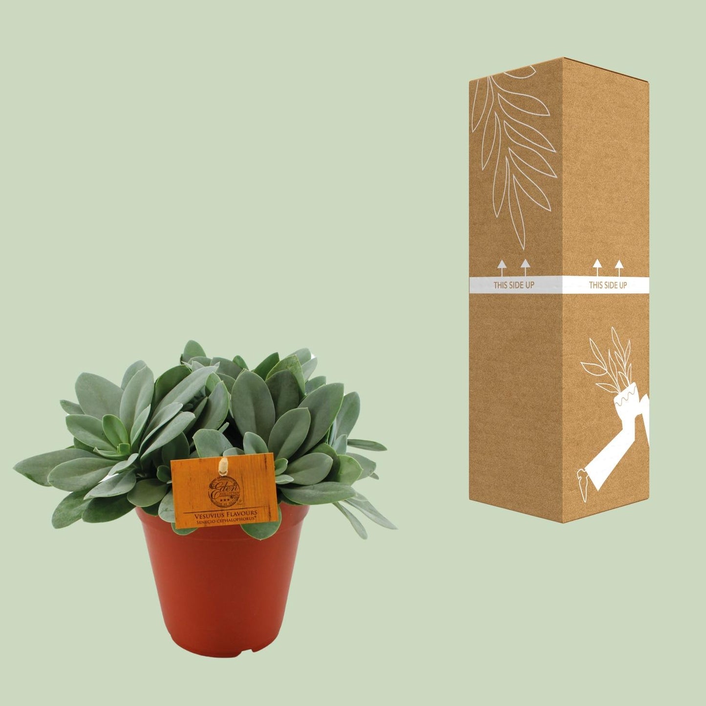 Senecio Cephalophorus - Ø15cm - ↕25cm bei Pflanzfix24