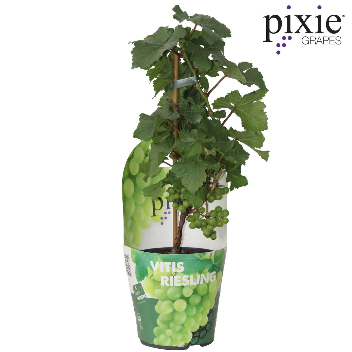 Vitis Pixie Riesling – Zwergweinrebe | Pflanzfix24.de - Pflanzfix24.de