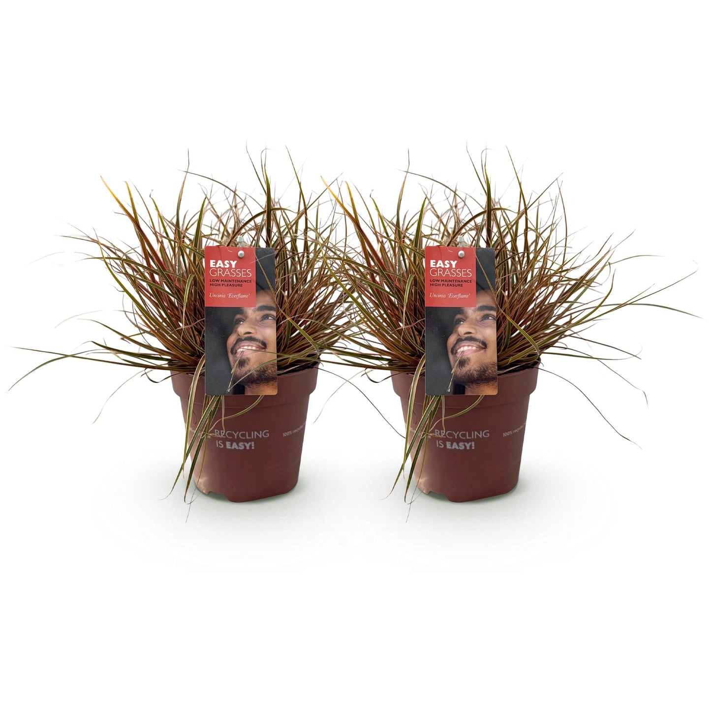 GreenboutiQ - Ziergräser - Uncinia rubra Everflame - Rot - 2 Pflanzen - Immergrün - Wenig Pflege - Topf 17cm Höhe 50cm - Pflanzfix24.de