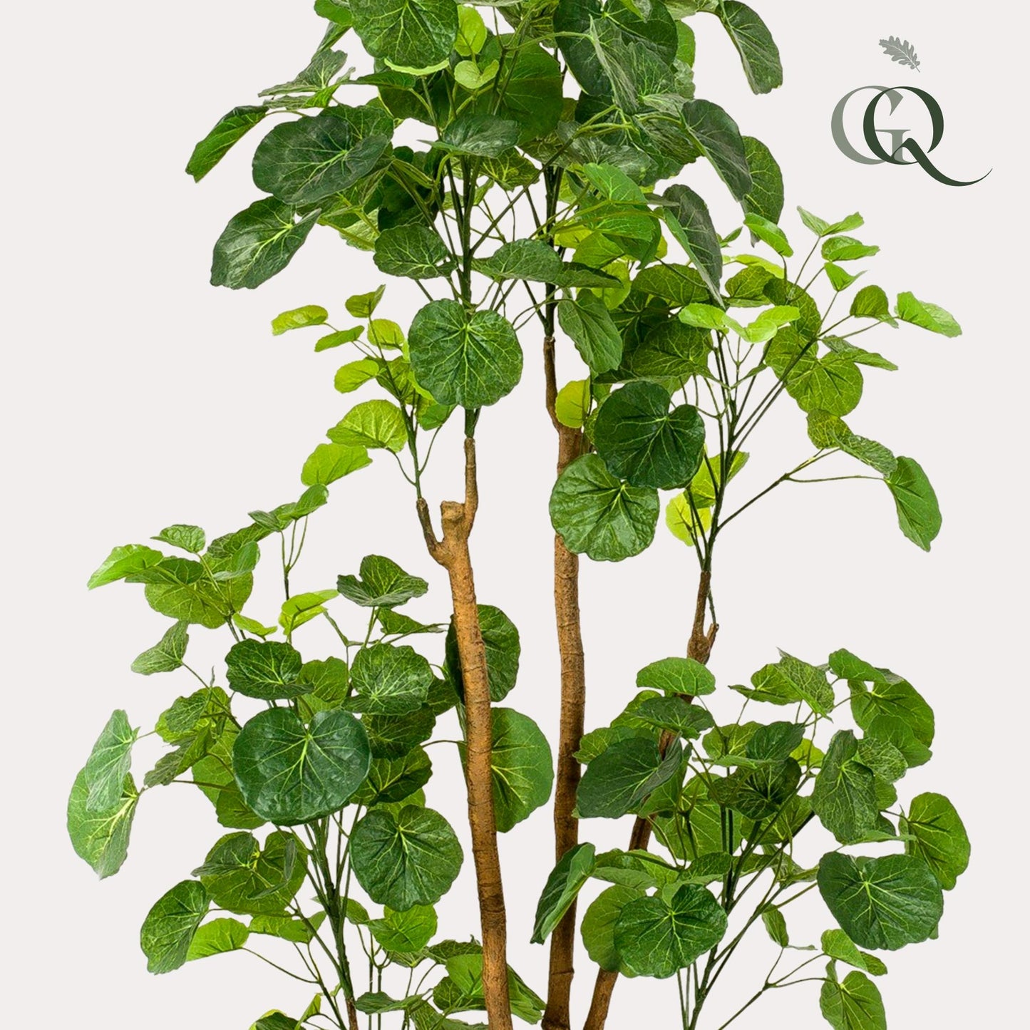 Kunstpflanze Polyscias Aralia 160 cm – Pflegeleicht & Realistisch | Pflanzfix24.de - Pflanzfix24.de